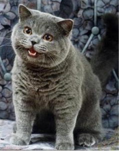 Read more about the article Individual Chan Post Content